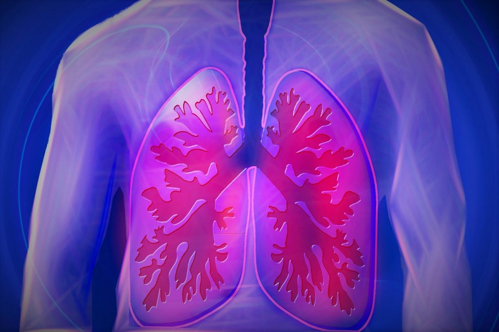 En los pulmones, la tráquea se bifurca en bronquios