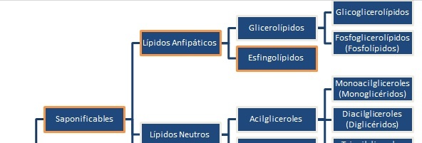 clasificacion de los lipidos  esfingolipídos
