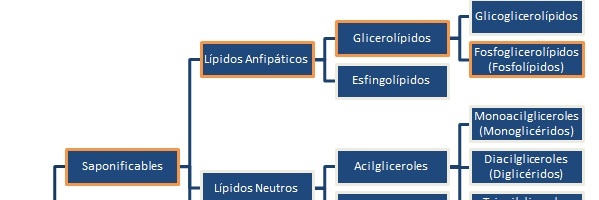 clasificacion de los lipidos
fosfoglicerolípidos,