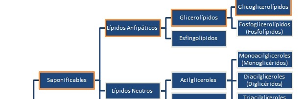 clasificacion de los lipidos
glicoglicerolípidos