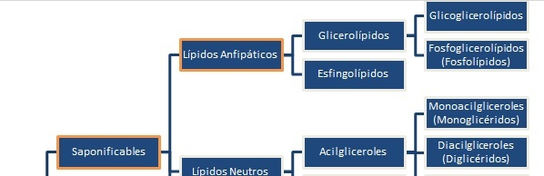 clasificacion de los lipidos
 Lípidos anfipáticos