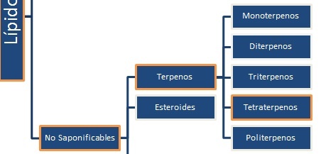 2.1.4. Tetraterpenos