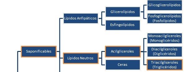 triacilgliceroles (Triglicéridos)