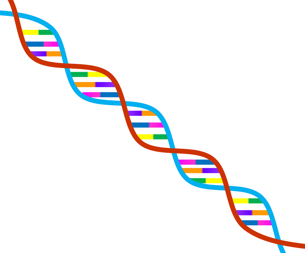 Modelo molecular de doble hélice. El ADN. En color rojo, se observa una hélice.