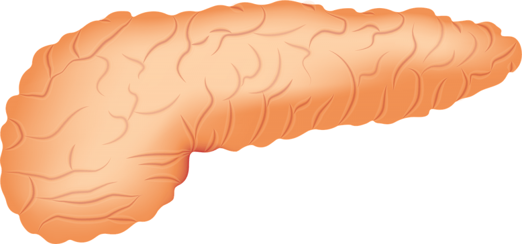 Glándulas y sus hormonas: páncreas.