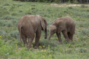 Dividir un elefante por la mitad no genera dos elefantes pequeños