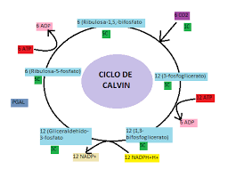 El ciclo de Calvin