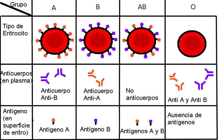 Codominancia de los factores A y B frente al factor 0 en sangre.