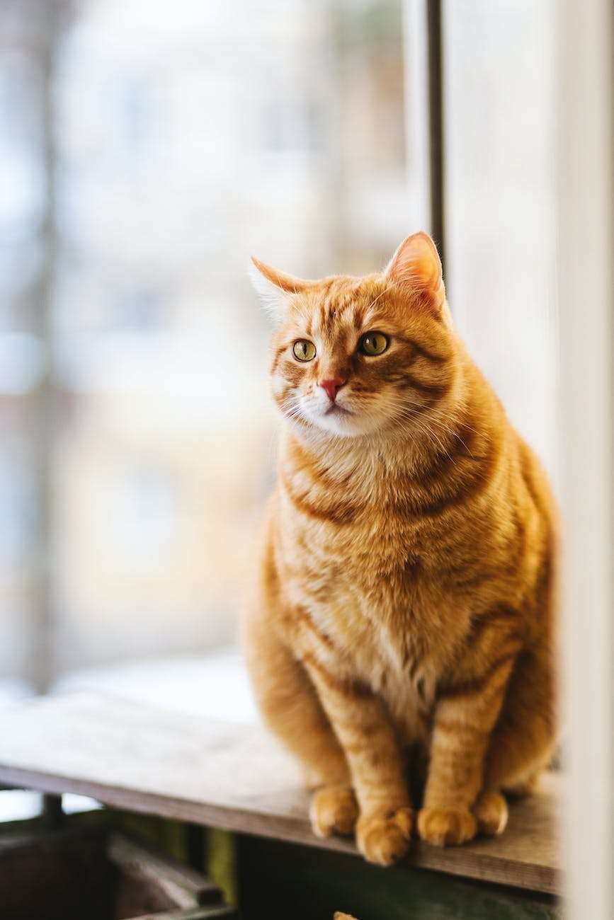 selective focus photography of orange tabby cat. Organism as one of the Levels of Organization.