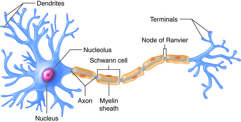 The neuron: the most important cell of the Nervous System